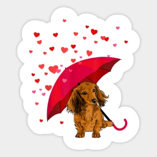 Long Hair Dachshund In Raining Heart Valentine Sticker